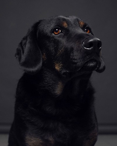 A photo of my dog, Luther, taken by Jaime Hogge